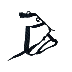 ǰ 